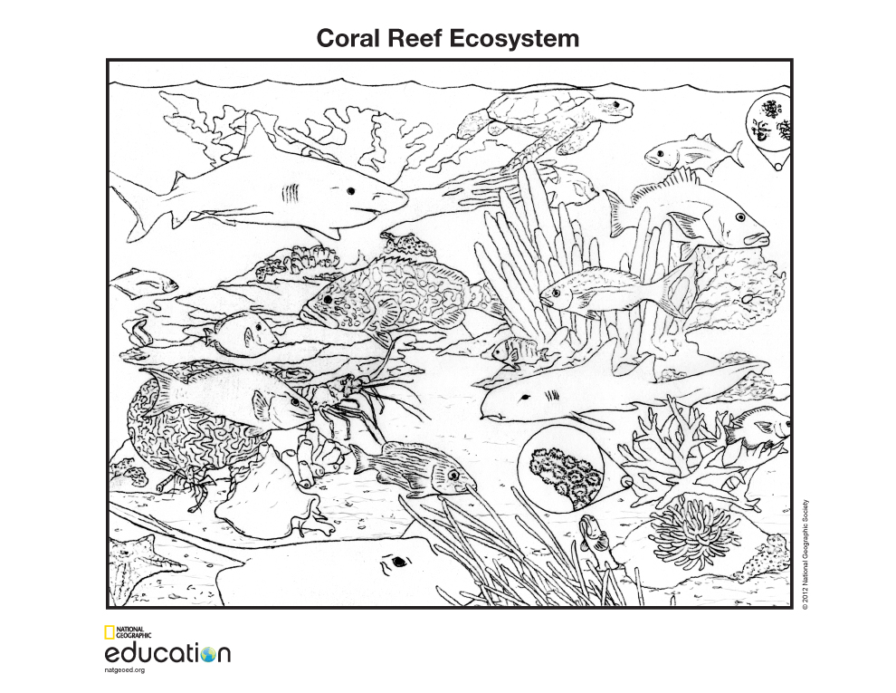 ocean habitat coloring pages for kids - photo #29